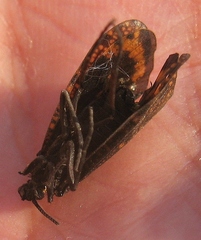 Oligostomis ocelligera