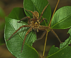 Heteropoda cooloola