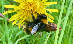 Bombus terrestris