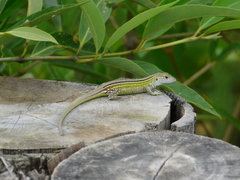 Cnemidophorus lemniscatus