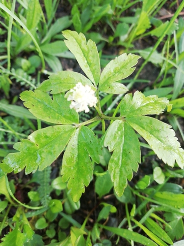 Anemonoides reflexa (Anemonoides reflexa)