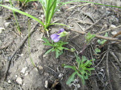 Viola dissecta