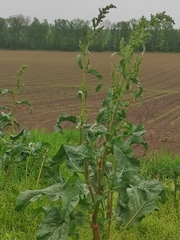 Rumex