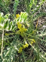 Astragalus buchtormensis