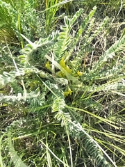 Astragalus buchtormensis