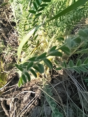 Astragalus buchtormensis