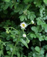 Erigeron philadelphicus