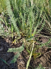 Astragalus buchtormensis