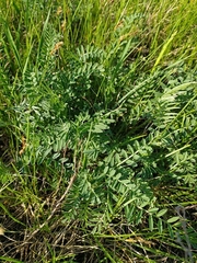 Astragalus buchtormensis