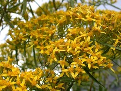 Barkleyanthus salicifolius