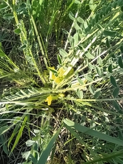 Astragalus buchtormensis