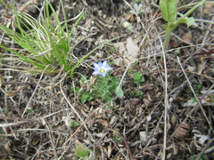 Gentiana squarrosa