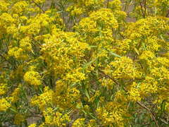 Barkleyanthus salicifolius
