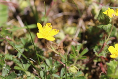 Potentilla pusilla