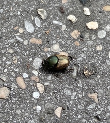 Onthophagus vacca