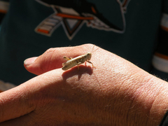 Melanoplus devastator