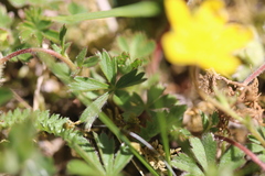 Potentilla pusilla
