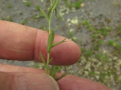 Triodanis leptocarpa