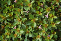 Dyschoriste capitata