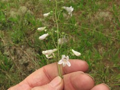 Penstemon arkansanus