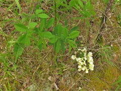 Baptisia bracteata leucophaea