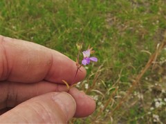 Collinsia violacea
