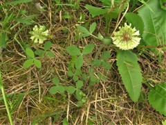 Trifolium reflexum