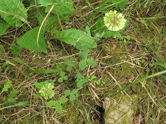 Trifolium reflexum