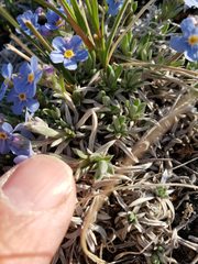 Eritrichium howardii