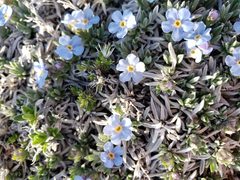 Eritrichium howardii