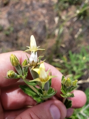 Mentzelia albescens