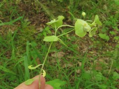 Euphorbia ouachitana