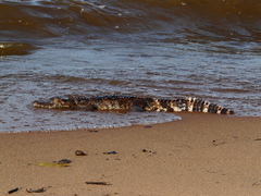 Paleosuchus trigonatus