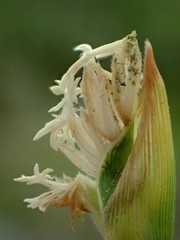 Thuarea involuta