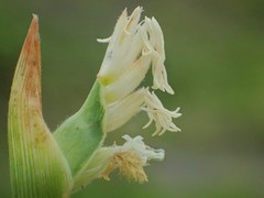 Thuarea involuta