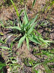 Liatris aspera