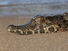 Paleosuchus trigonatus