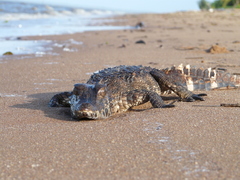 Paleosuchus trigonatus