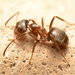 Lasius niger - Photo (c) Peter Hillman, some rights reserved (CC BY-NC-ND), uploaded by Peter Hillman