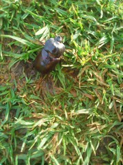 Heterogomphus dilaticollis