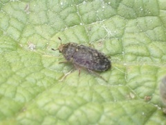 Dermestes undulatus