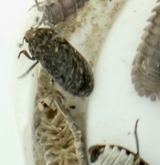 Dermestes undulatus