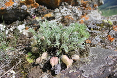 Oxytropis ampullata