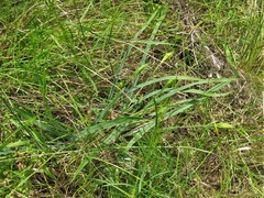 Carex latebracteata