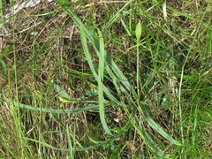 Carex latebracteata
