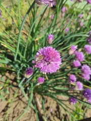 Apis mellifera