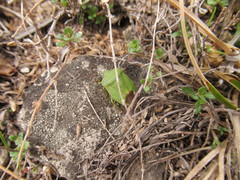 Palomena viridissima