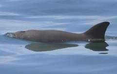 Vaquita photo 2