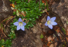 Wahlenbergia pygmaea