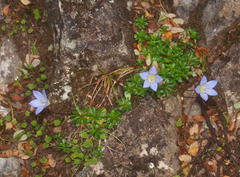 Wahlenbergia pygmaea